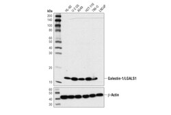 Cell Signaling Technology&nbsp;Galectin-1/LGALS1 8A12 Mouse