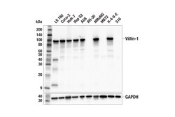 Cell Signaling Technology&nbsp;Villin-1 F5F3V Rabbit mAb 10