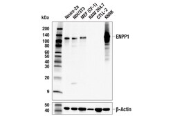 Cell Signaling Technology&nbsp;ENPP1 E4I2P Rabbit mAb 100 u