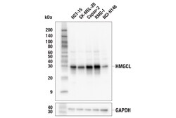 Cell Signaling Technology&nbsp;HMGCL E5H7V Rabbit mAb 100 u