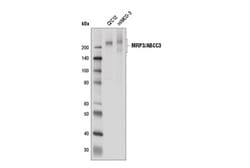 Cell Signaling Technology&nbsp;MRP3/ABCC3 D8V8J Rabbit mAb
