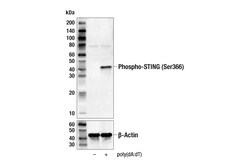 Cell Signaling Technology&nbsp;Phospho-STING Ser366 D7C3S