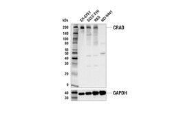 Cell Signaling Technology&nbsp;CRAD Antibody 100 ul