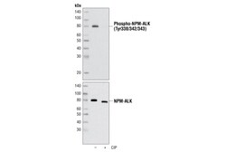 Cell Signaling Technology&nbsp;Phospho-ALK Tyr1278/1282/1283