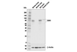 Cell Signaling Technology&nbsp;BIN1 Antibody 100 ul