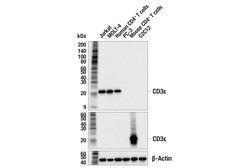 Cell Signaling Technology&nbsp;CD3-epsilon F2E3X Rabbit mAb