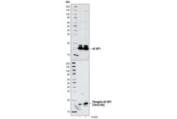 Cell Signaling Technology Phospho-4E-BP1 Thr37/46 236