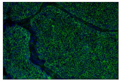 Cell Signaling Technology B7-H3 D9M2L XPR Rabbit mAb