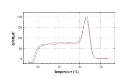 Cell Signaling Technology&nbsp;SimpleChIPR Mouse CXCL2 Prom