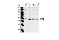 Cell Signaling Technology&nbsp;MST2 Antibody 20 ul