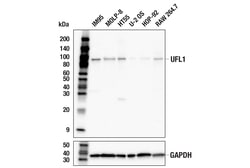 Cell Signaling Technology&nbsp;UFL1 E3P1Y Rabbit mAb 100 ul