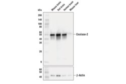 Cell Signaling Technology&nbsp;Enolase-2 E7D7I Rabbit mAb