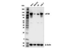 Cell Signaling Technology&nbsp;eIF3B Antibody 100 ul