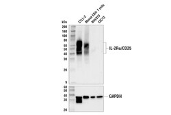 Cell Signaling Technology IL-2R-alpha/CD25 E9W2J XPR