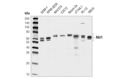 Cell Signaling Technology&nbsp;Abi1 D3G6C Rabbit mAb 100 ul