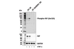 Cell Signaling Technology&nbsp;Phospho-RIP Ser320 E2R3N R