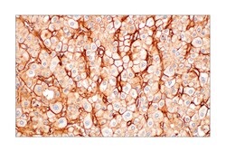 Cell Signaling Technology&nbsp;ApoE4 E5M4L Rabbit mAb 100 u