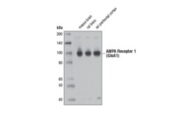 Cell Signaling Technology AMPA Receptor 1 GluA1 D4N9V