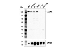 Cell Signaling Technology&nbsp;DOCK8 E5Y9C Rabbit mAb 100 u