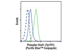 Cell Signaling Technology&nbsp;Phospho-Stat1 Tyr701 58D6