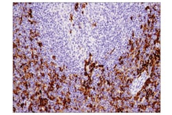Cell Signaling Technology&nbsp;CD11c D1V9Y Rabbit mAb BSA
