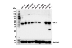 Cell Signaling Technology&nbsp;SNX5 E4Q2X Rabbit mAb 100 ul