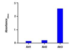 Cell Signaling Technology&nbsp;Phospho-Akt3 Ser472 Matched