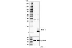 Cell Signaling Technology&nbsp;MCP-1 Antibody Carboxy-termin
