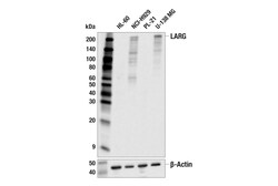 Cell Signaling Technology&nbsp;LARG E4I3L Rabbit mAb 100 ul