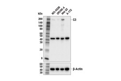 Cell Signaling Technology&nbsp;Complement C3 E2O5U Rabbit m