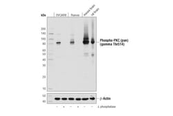 Cell Signaling Technology&nbsp;Phospho-PKC pan gamma Thr51