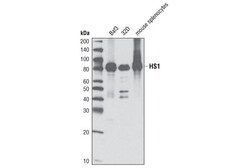 Cell Signaling Technology&nbsp;HS1 D5A9 XPR Rabbit mAb 20