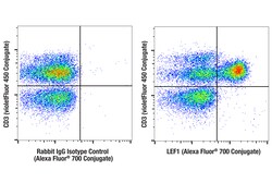 Cell Signaling Technology&nbsp;LEF1 C12A5 Rabbit mAb Alexa