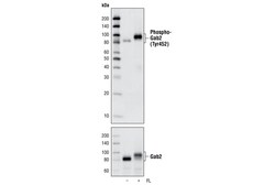 Cell Signaling Technology&nbsp;Phospho-Gab2 Tyr452 C33G1