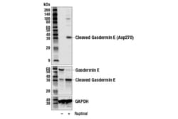 Cell Signaling Technology&nbsp;Cleaved Gasdermin E Asp270 A