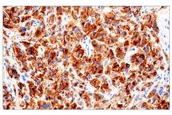 Cell Signaling Technology&nbsp;PMEL/Melanoma gp100 HMB45 Mo