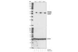 Cell Signaling Technology&nbsp;Phospho-Vimentin Ser56 Antib
