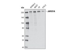 Cell Signaling Technology&nbsp;JARID1A D28B10 Rabbit mAb 20
