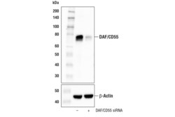 Cell Signaling Technology&nbsp;DAF/CD55 E4G4T Rabbit mAb 10