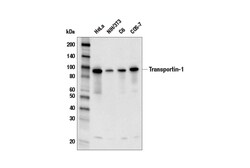 Cell Signaling Technology&nbsp;Transportin-1 Antibody 100 ul
