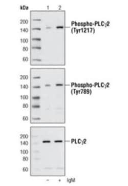 Cell Signaling Technology&nbsp;PLC-gamma Antibody Sampler Kit