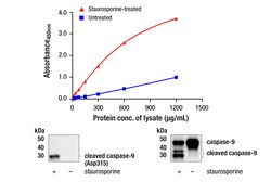 Cell Signaling Technology PathScanR RP Cleaved Caspase