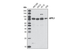 Cell Signaling Technology&nbsp;APPL1 D83H4 XPR Rabbit mAb