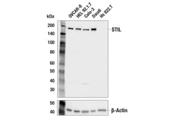 Cell Signaling Technology&nbsp;STIL E4U6R Rabbit mAb 100 ul