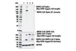 Cell Signaling Technology MERS-CoV Spike Protein E9P2L