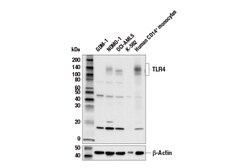 Cell Signaling Technology&nbsp;Toll-like Receptor 4 E5D8T R