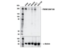 Cell Signaling Technology&nbsp;PBRM1/BAF180 D4L9X Rabbit mA