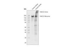 Cell Signaling Technology&nbsp;NKCC2 Antibody 100 ul