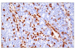 Cell Signaling Technology&nbsp;CD43 MT1 Mouse mAb 100 ul