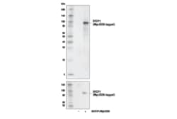 Cell Signaling Technology DFCP1 E9Q1S Rabbit mAb 100 u